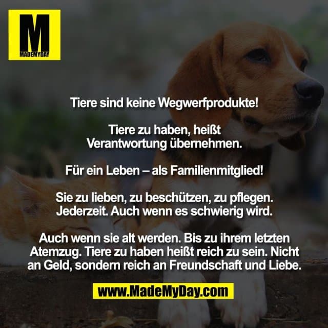 Tiere sind keine Wegwerfprodukte!
Tiere zu haben, heißt
Verantwortung übernehmen.
Für ein Leben – als Familienmitglied!
Sie zu lieben, zu beschützen, zu pflegen.
Jederzeit. Auch wenn es schwierig wird.
Auch wenn sie alt werden. Bis zu ihrem letzten
Atemzug. Tiere zu haben heißt reich zu sein. Nicht
an Geld, sondern reich an Freundschaft und Liebe. - Inspiration, Zitate & Sprüche | MadeMyDay | Jetzt entdecken & teilen Tiere sind keine Wegwerfprodukte!
Tiere zu haben, heißt
Verantwortung übernehmen.
Für ein Leben – als Familienmitglied!
Sie zu lieben, zu beschützen, zu pflegen.
Jederzeit. Auch wenn es schwierig wird.
Auch wenn sie alt werden. Bis zu ihrem letzten
Atemzug. Tiere zu haben heißt reich zu sein. Nicht
an Geld, sondern reich an Freundschaft und Liebe. - Inspirierendes Zitat mit Bild