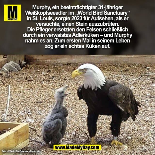 Murphy, ein beeinträchtigter 31-jähriger
Weißkopfseeadler im „World Bird Sanctuary“
in St. Louis, sorgte 2023 für Aufsehen, als er
versuchte, einen Stein auszubrüten.
Die Pfleger ersetzten den Felsen schließlich
durch ein verwaistes Adlerküken – und Murphy
nahm es an. Zum ersten Mal in seinem Leben
zog er ein echtes Küken auf.
Foto: © World Bird Sanctuary/Facebook
(BILD) - Inspiration, Zitate & Sprüche | MadeMyDay | Jetzt entdecken & teilen Murphy, ein beeinträchtigter 31-jähriger
Weißkopfseeadler im „World Bird Sanctuary“
in St. Louis, sorgte 2023 für Aufsehen, als er
versuchte, einen Stein auszubrüten.
Die Pfleger ersetzten den Felsen schließlich
durch ein verwaistes Adlerküken – und Murphy
nahm es an. Zum ersten Mal in seinem Leben
zog er ein echtes Küken auf.
Foto: © World Bird Sanctuary/Facebook
(BILD) - Inspirierendes Zitat mit Bild