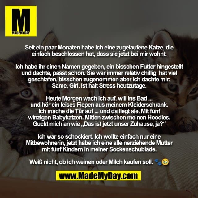 Seit ein paar Monaten habe ich eine zugelaufene Katze, die
einfach beschlossen hat, dass sie jetzt bei mir wohnt.
Ich habe ihr einen Namen gegeben, ein bisschen Futter hingestellt
und dachte, passt schon. Sie war immer relativ chillig, hat viel
geschlafen, bisschen zugenommen aber ich dachte mir:
Same, Girl. Ist halt Stress heutzutage.
Heute Morgen wach ich auf, will ins Bad ...
und hör ein leises Fiepen aus meinem Kleiderschrank.
Ich mache die Tür auf ... und da liegt sie. Mit fünf
winzigen Babykatzen. Mitten zwischen meinen Hoodies.
Guckt mich an wie „Das ist jetzt unser Zuhause, ja?“
Ich war so schockiert. Ich wollte einfach nur eine
Mitbewohnerin, jetzt habe ich eine alleinerziehende Mutter
mit fünf Kindern in meiner Sockenschublade.
Weiß nicht, ob ich weinen oder Milch kaufen soll. 🐾🥹 - Inspiration, Zitate & Sprüche | MadeMyDay | Jetzt entdecken & teilen Seit ein paar Monaten habe ich eine zugelaufene Katze, die
einfach beschlossen hat, dass sie jetzt bei mir wohnt.
Ich habe ihr einen Namen gegeben, ein bisschen Futter hingestellt
und dachte, passt schon. Sie war immer relativ chillig, hat viel
geschlafen, bisschen zugenommen aber ich dachte mir:
Same, Girl. Ist halt Stress heutzutage.
Heute Morgen wach ich auf, will ins Bad ...
und hör ein leises Fiepen aus meinem Kleiderschrank.
Ich mache die Tür auf ... und da liegt sie. Mit fünf
winzigen Babykatzen. Mitten zwischen meinen Hoodies.
Guckt mich an wie „Das ist jetzt unser Zuhause, ja?“
Ich war so schockiert. Ich wollte einfach nur eine
Mitbewohnerin, jetzt habe ich eine alleinerziehende Mutter
mit fünf Kindern in meiner Sockenschublade.
Weiß nicht, ob ich weinen oder Milch kaufen soll. 🐾🥹 - Inspirierendes Zitat mit Bild