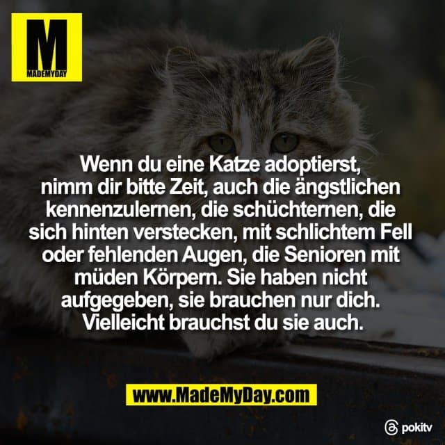 Wenn du eine Katze adoptierst,
nimm dir bitte Zeit, auch die ängstlichen
kennenzulernen, die schüchternen, die
sich hinten verstecken, mit schlichtem Fell
oder fehlenden Augen, die Senioren mit
müden Körpern. Sie haben nicht
aufgegeben, sie brauchen nur dich.
Vielleicht brauchst du sie auch.
Threads: pokitv - Inspiration, Zitate & Sprüche | MadeMyDay | Jetzt entdecken & teilen Wenn du eine Katze adoptierst,
nimm dir bitte Zeit, auch die ängstlichen
kennenzulernen, die schüchternen, die
sich hinten verstecken, mit schlichtem Fell
oder fehlenden Augen, die Senioren mit
müden Körpern. Sie haben nicht
aufgegeben, sie brauchen nur dich.
Vielleicht brauchst du sie auch.
Threads: pokitv - Inspirierendes Zitat mit Bild