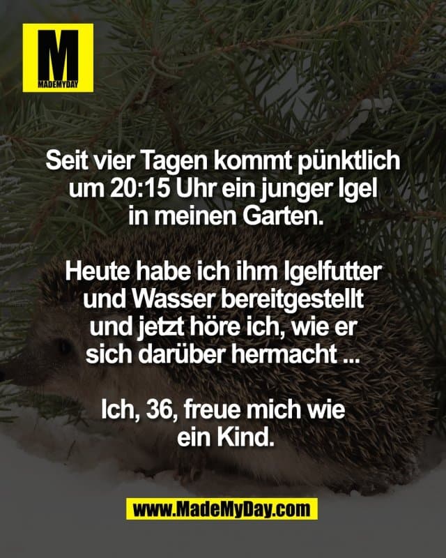 Seit vier Tagen kommt pünktlich
um 20:15 Uhr ein junger Igel
in meinen Garten.
Heute habe ich ihm Igelfutter
und Wasser bereitgestellt
und jetzt höre ich, wie er
sich darüber hermacht ...
Ich, 36, freue mich wie
ein Kind. - Inspiration, Zitate & Sprüche | MadeMyDay | Jetzt entdecken & teilen Seit vier Tagen kommt pünktlich
um 20:15 Uhr ein junger Igel
in meinen Garten.
Heute habe ich ihm Igelfutter
und Wasser bereitgestellt
und jetzt höre ich, wie er
sich darüber hermacht ...
Ich, 36, freue mich wie
ein Kind. - Inspirierendes Zitat mit Bild