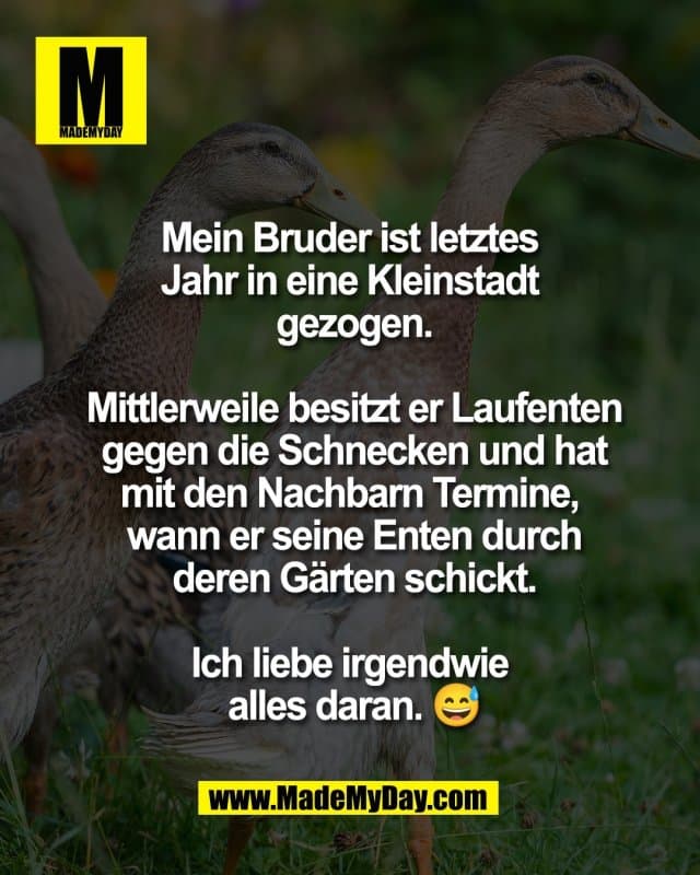 Mein Bruder ist letztes
Jahr in eine Kleinstadt
gezogen.
Mittlerweile besitzt er Laufenten
gegen die Schnecken und hat
mit den Nachbarn Termine,
wann er seine Enten durch
deren Gärten schickt.
Ich liebe irgendwie
alles daran. 😅 - Inspiration, Zitate & Sprüche | MadeMyDay | Jetzt entdecken & teilen Mein Bruder ist letztes
Jahr in eine Kleinstadt
gezogen.
Mittlerweile besitzt er Laufenten
gegen die Schnecken und hat
mit den Nachbarn Termine,
wann er seine Enten durch
deren Gärten schickt.
Ich liebe irgendwie
alles daran. 😅 - Inspirierendes Zitat mit Bild
