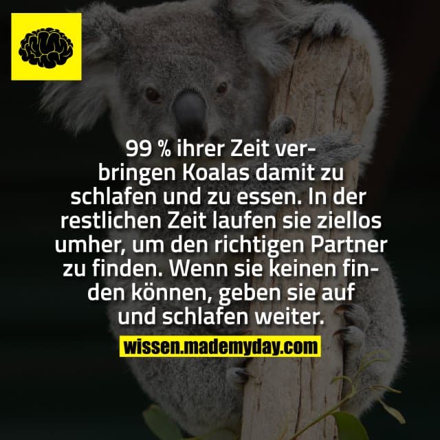 99 % ihrer Zeit verbringen Koalas damit zu schlafen und zu essen. In der restlichen Zeit laufen sie ziellos umher, um den richtigen Partner zu finden. Wenn sie keinen finden können, geben sie auf und schlafen weiter. - Inspiration, Zitate & Sprüche | MadeMyDay | Jetzt entdecken & teilen 99 % ihrer Zeit verbringen Koalas damit zu schlafen und zu essen. In der restlichen Zeit laufen sie ziellos umher, um den richtigen Partner zu finden. Wenn sie keinen finden können, geben sie auf und schlafen weiter. - Inspirierendes Zitat mit Bild