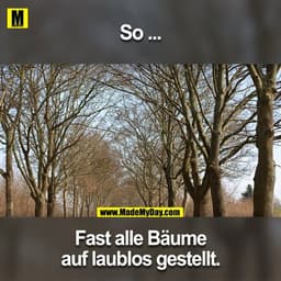 So ...
Fast alle Bäume
auf laublos gestellt.