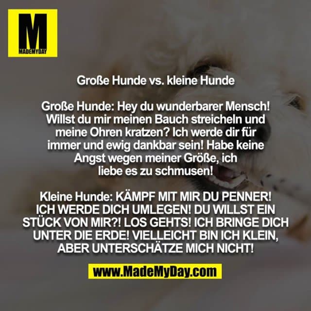 Große Hunde vs. kleine Hunde
Große Hunde: Hey du wunderbarer Mensch! Willst du mir meinen Bauch streicheln und meine Ohren kratzen? Ich werde dir für immer und ewig dankbar sein! Habe keine Angst wegen meiner Größe, ich liebe es zu schmusen!
Kleine Hunde: KÄMPF MIT MIR DU PENNER! ICH WERDE DICH UMLEGEN! DU WILLST EIN STÜCK VON MIR?! LOS GEHTS! ICH BRINGE DICH UNTER DIE ERDE! VIELLEICHT BIN ICH KLEIN, ABER UNTERSCHÄTZE MICH NICHT! - Inspiration, Zitate & Sprüche | MadeMyDay | Jetzt entdecken & teilen Große Hunde vs. kleine Hunde
Große Hunde: Hey du wunderbarer Mensch! Willst du mir meinen Bauch streicheln und meine Ohren kratzen? Ich werde dir für immer und ewig dankbar sein! Habe keine Angst wegen meiner Größe, ich liebe es zu schmusen!
Kleine Hunde: KÄMPF MIT MIR DU PENNER! ICH WERDE DICH UMLEGEN! DU WILLST EIN STÜCK VON MIR?! LOS GEHTS! ICH BRINGE DICH UNTER DIE ERDE! VIELLEICHT BIN ICH KLEIN, ABER UNTERSCHÄTZE MICH NICHT! - Inspirierendes Zitat mit Bild