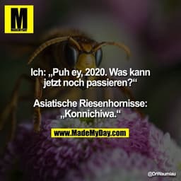 Ich: „Puh ey, 2020. Was kann
jetzt noch passieren?“
Asiatische Riesenhornisse:
„Konnichiwa.“