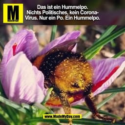 Das ist ein Hummelpo.
Nichts Politisches, kein Corona
Virus. Nur ein Po. Ein Hummelpo.