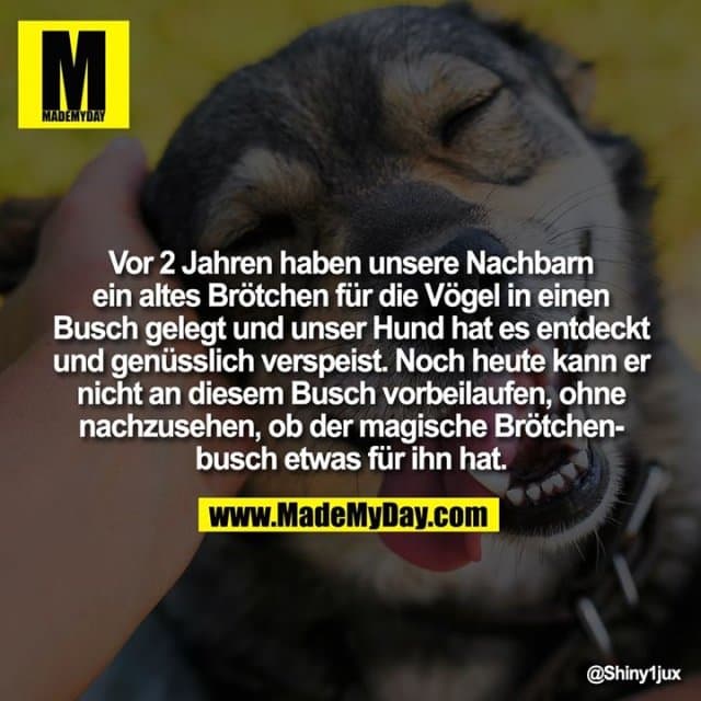 Vor 2 Jahren haben unsere Nachbarn ein altes Brötchen für die Vögel in einen Busch gelegt und unser Hund hat es entdeckt und genüsslich verspeist. Noch heute kann er nicht an diesem Busch vorbeilaufen, ohne nachzusehen, ob der magische Brötchenbusch etwas für ihn hat. - Inspiration, Zitate & Sprüche | MadeMyDay | Jetzt entdecken & teilen Vor 2 Jahren haben unsere Nachbarn ein altes Brötchen für die Vögel in einen Busch gelegt und unser Hund hat es entdeckt und genüsslich verspeist. Noch heute kann er nicht an diesem Busch vorbeilaufen, ohne nachzusehen, ob der magische Brötchenbusch etwas für ihn hat. - Inspirierendes Zitat mit Bild