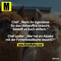Chef: „Wenn ihr irgendwas für das Homeoffice braucht, bestellt es euch einfach.“
Chef später: „Wer hat ein Alpaka mit d