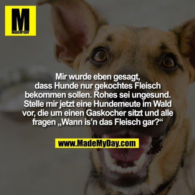 Mir wurde eben gesagt, dass Hunde nur gekochtes Fleisch bekommen sollen. Rohes sei ungesund. Stelle mir jetzt eine Hundemeute im Wald vor, die um einen Gaskocher sitzt und alle fragen „Wann is'n das Fleisch gar?“ - Inspiration, Zitate & Sprüche | MadeMyDay | Jetzt entdecken & teilen Mir wurde eben gesagt, dass Hunde nur gekochtes Fleisch bekommen sollen. Rohes sei ungesund. Stelle mir jetzt eine Hundemeute im Wald vor, die um einen Gaskocher sitzt und alle fragen „Wann is'n das Fleisch gar?“ - Inspirierendes Zitat mit Bild