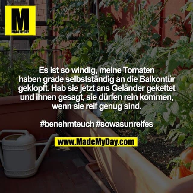 Es ist so windig, meine Tomaten haben grade selbstständig an die Balkontür geklopft. Hab sie jetzt ans Geländer gekettet und ihnen gesagt, sie dürfen rein kommen, wenn sie reif genug sind.
#benehmteuch #sowasunreifes - Inspiration, Zitate & Sprüche | MadeMyDay | Jetzt entdecken & teilen Es ist so windig, meine Tomaten haben grade selbstständig an die Balkontür geklopft. Hab sie jetzt ans Geländer gekettet und ihnen gesagt, sie dürfen rein kommen, wenn sie reif genug sind.
#benehmteuch #sowasunreifes - Inspirierendes Zitat mit Bild