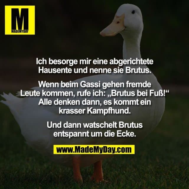 Ich besorge mir eine abgerichtete
Hausente und nenne sie Brutus.
Wenn beim Gassi gehen fremde
Leute kommen, rufe ich: „Brutus bei Fuß!“
Alle denken dann, es kommt ein
krasser Kampfhund.
Und dann watschelt Brutus
entspannt um die Ecke. - Inspiration, Zitate & Sprüche | MadeMyDay | Jetzt entdecken & teilen Ich besorge mir eine abgerichtete
Hausente und nenne sie Brutus.
Wenn beim Gassi gehen fremde
Leute kommen, rufe ich: „Brutus bei Fuß!“
Alle denken dann, es kommt ein
krasser Kampfhund.
Und dann watschelt Brutus
entspannt um die Ecke. - Inspirierendes Zitat mit Bild