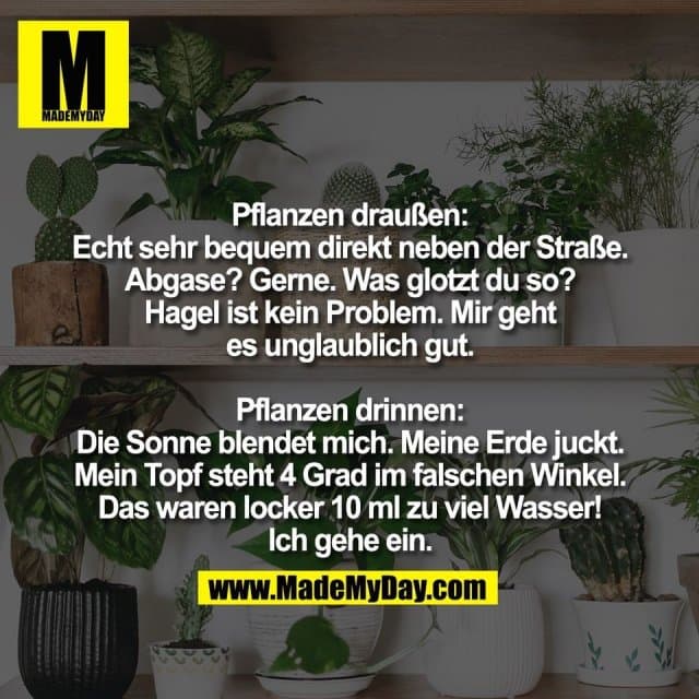 Pflanzen draußen:
Echt sehr bequem direkt neben der Straße.
Abgase? Gerne. Was glotzt du so?
Hagel ist kein Problem. Mir geht
es unglaublich gut.
Pflanzen drinnen:
Die Sonne blendet mich. Meine Erde juckt.
Mein Topf steht 4 Grad im falschen Winkel.
Das waren locker 10 ml zu viel Wasser!
Ich gehe ein. - Inspiration, Zitate & Sprüche | MadeMyDay | Jetzt entdecken & teilen Pflanzen draußen:
Echt sehr bequem direkt neben der Straße.
Abgase? Gerne. Was glotzt du so?
Hagel ist kein Problem. Mir geht
es unglaublich gut.
Pflanzen drinnen:
Die Sonne blendet mich. Meine Erde juckt.
Mein Topf steht 4 Grad im falschen Winkel.
Das waren locker 10 ml zu viel Wasser!
Ich gehe ein. - Inspirierendes Zitat mit Bild