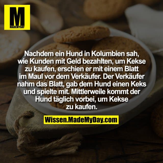 Nachdem ein Hund in Kolumbien sah, wie Kunden mit Geld bezahlten, um Kekse zu kaufen, erschien er mit einem Blatt im Maul vor dem Verkäufer. Der Verkäufer nahm das Blatt, gab dem Hund einen Keks und spielte mit. Mittlerweile kommt der Hund täglich vorbei, um Kekse zu kaufen. - Inspiration, Zitate & Sprüche | MadeMyDay | Jetzt entdecken & teilen Nachdem ein Hund in Kolumbien sah, wie Kunden mit Geld bezahlten, um Kekse zu kaufen, erschien er mit einem Blatt im Maul vor dem Verkäufer. Der Verkäufer nahm das Blatt, gab dem Hund einen Keks und spielte mit. Mittlerweile kommt der Hund täglich vorbei, um Kekse zu kaufen. - Inspirierendes Zitat mit Bild