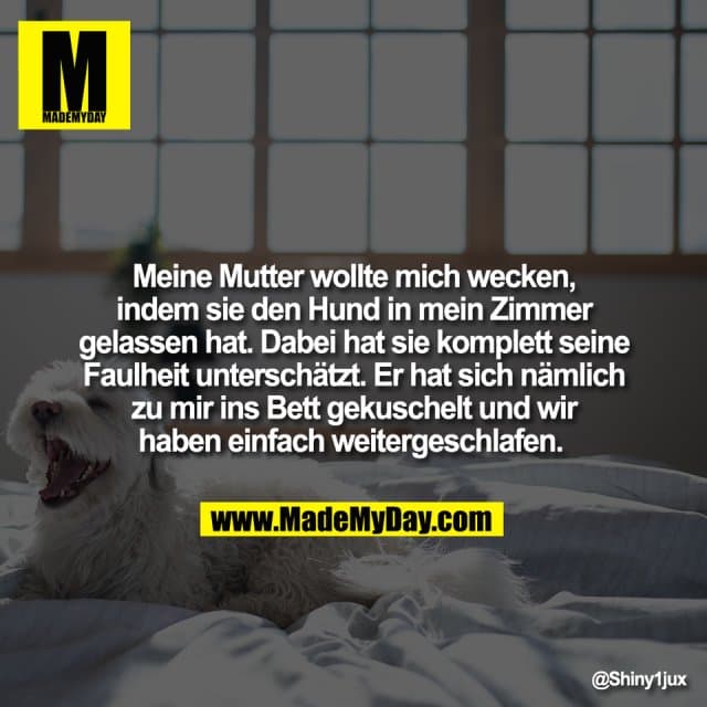 Meine Mutter wollte mich wecken,
indem sie den Hund in mein Zimmer
gelassen hat. Dabei hat sie komplett seine
Faulheit unterschätzt. Er hat sich nämlich
zu mir ins Bett gekuschelt und wir
haben einfach weitergeschlafen. - Inspiration, Zitate & Sprüche | MadeMyDay | Jetzt entdecken & teilen Meine Mutter wollte mich wecken,
indem sie den Hund in mein Zimmer
gelassen hat. Dabei hat sie komplett seine
Faulheit unterschätzt. Er hat sich nämlich
zu mir ins Bett gekuschelt und wir
haben einfach weitergeschlafen. - Inspirierendes Zitat mit Bild