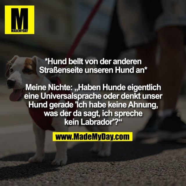 *Hund bellt von der anderen
Straßenseite unseren Hund an*
Meine Nichte: „Haben Hunde eigentlich
eine Universalsprache oder denkt unser
Hund gerade 'Ich habe keine Ahnung,
was der da sagt, ich spreche
kein Labrador'?“ - Inspiration, Zitate & Sprüche | MadeMyDay | Jetzt entdecken & teilen *Hund bellt von der anderen
Straßenseite unseren Hund an*
Meine Nichte: „Haben Hunde eigentlich
eine Universalsprache oder denkt unser
Hund gerade 'Ich habe keine Ahnung,
was der da sagt, ich spreche
kein Labrador'?“ - Inspirierendes Zitat mit Bild