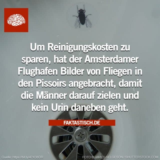 Anfang der 1990er Jahre wurden auf dem Amsterdamer Flughafen Schiphol Bilder von Fliegen auf den Urinalen der Herrentoiletten angebracht, um die Menge des Urins zu verringern, der auf den Boden verschüttet wird und dann gereinigt werden muss 👏 Folge @faktastisch für noch mehr Fakten! - Inspiration, Zitate & Sprüche | MadeMyDay | Jetzt entdecken & teilen Anfang der 1990er Jahre wurden auf dem Amsterdamer Flughafen Schiphol Bilder von Fliegen auf den Urinalen der Herrentoiletten angebracht, um die Menge des Urins zu verringern, der auf den Boden verschüttet wird und dann gereinigt werden muss 👏 Folge @faktastisch für noch mehr Fakten! - Inspirierendes Zitat mit Bild