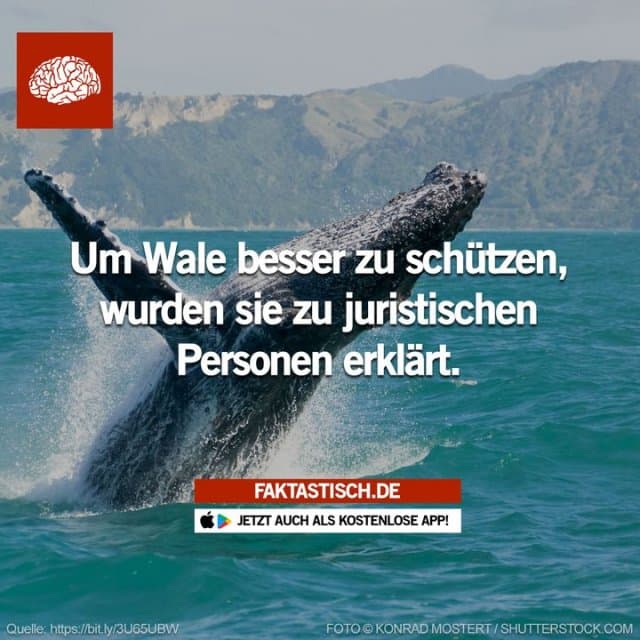 Die Ureinwohner Neuseelands, die Maori und andere indigene Völker haben den Walen nun den Status einer juristischen Person erklärt – um sie besser zu schützen 🐋 📲 Mehr Fakten gibt es in unserer kostenlosen App (Download im App Store oder Play Store) - Inspiration, Zitate & Sprüche | MadeMyDay | Jetzt entdecken & teilen Die Ureinwohner Neuseelands, die Maori und andere indigene Völker haben den Walen nun den Status einer juristischen Person erklärt – um sie besser zu schützen 🐋 📲 Mehr Fakten gibt es in unserer kostenlosen App (Download im App Store oder Play Store) - Inspirierendes Zitat mit Bild