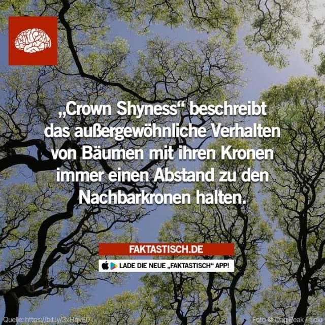Es wird angenommen, dass dies eine Strategie ist, um Konkurrenz um Licht, Wasser und Raum zu vermeiden oder um Schäden durch Wind zu reduzieren. 🌳👑 📲 Mehr Fakten gibt es in unserer kostenlosen App (Download im App Store oder Play Store) - Inspiration, Zitate & Sprüche | MadeMyDay | Jetzt entdecken & teilen Es wird angenommen, dass dies eine Strategie ist, um Konkurrenz um Licht, Wasser und Raum zu vermeiden oder um Schäden durch Wind zu reduzieren. 🌳👑 📲 Mehr Fakten gibt es in unserer kostenlosen App (Download im App Store oder Play Store) - Inspirierendes Zitat mit Bild