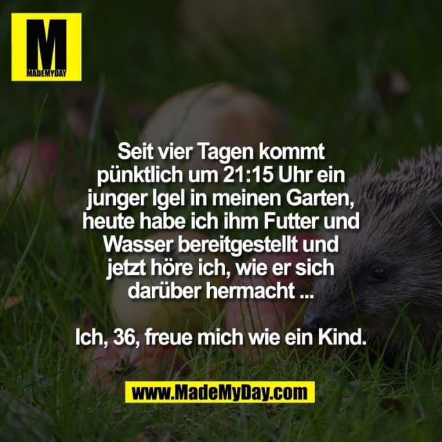 Seit vier Tagen kommt
pünktlich um 21:15 Uhr ein
junger Igel in meinen Garten,
heute habe ich ihm Futter und
Wasser bereitgestellt und
jetzt höre ich, wie er sich
darüber hermacht ...
Ich, 36, freue mich wie ein Kind. - Inspiration, Zitate & Sprüche | MadeMyDay | Jetzt entdecken & teilen Seit vier Tagen kommt
pünktlich um 21:15 Uhr ein
junger Igel in meinen Garten,
heute habe ich ihm Futter und
Wasser bereitgestellt und
jetzt höre ich, wie er sich
darüber hermacht ...
Ich, 36, freue mich wie ein Kind. - Inspirierendes Zitat mit Bild